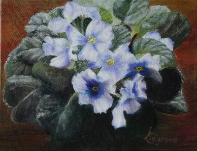 African Violet