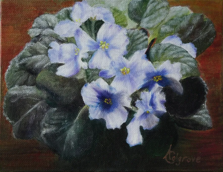 African Violet