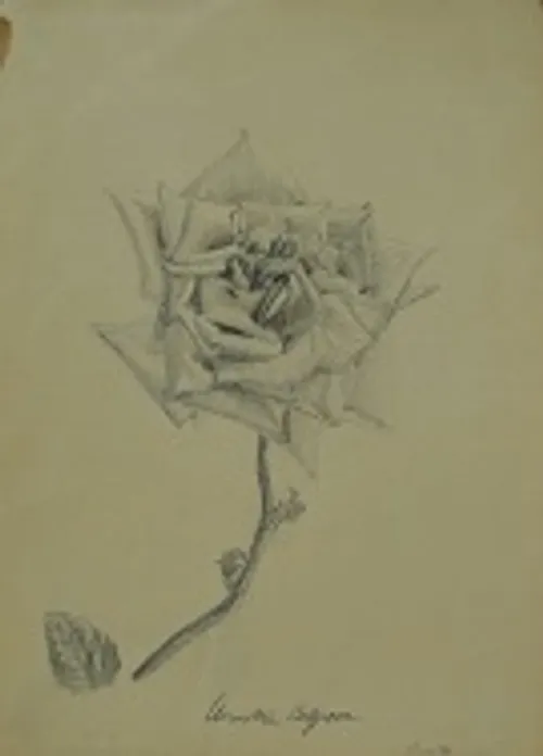 Ancient Rose