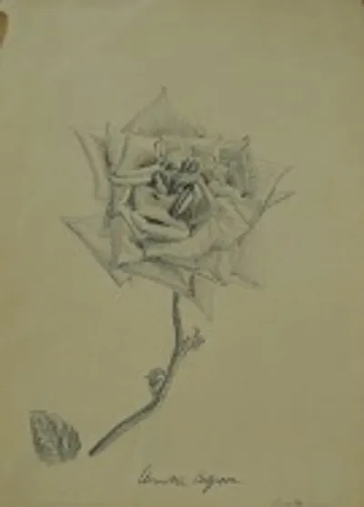 Ancient Rose